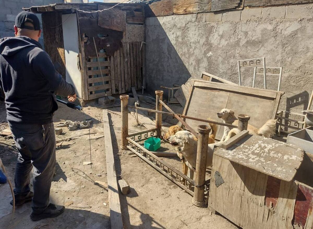 Buscan alzar la voz en nombre de los animales maltratados.