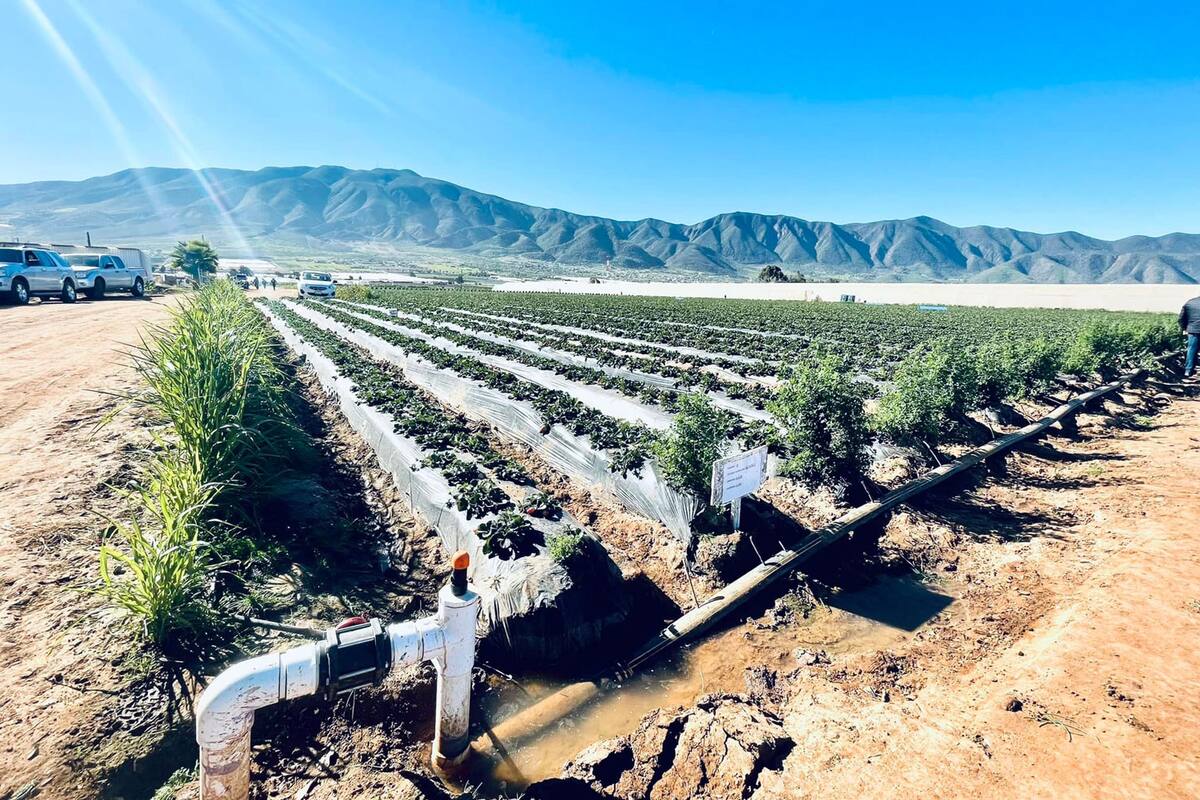 Preocupa temporada de plagas a agricultores de Maneadero
