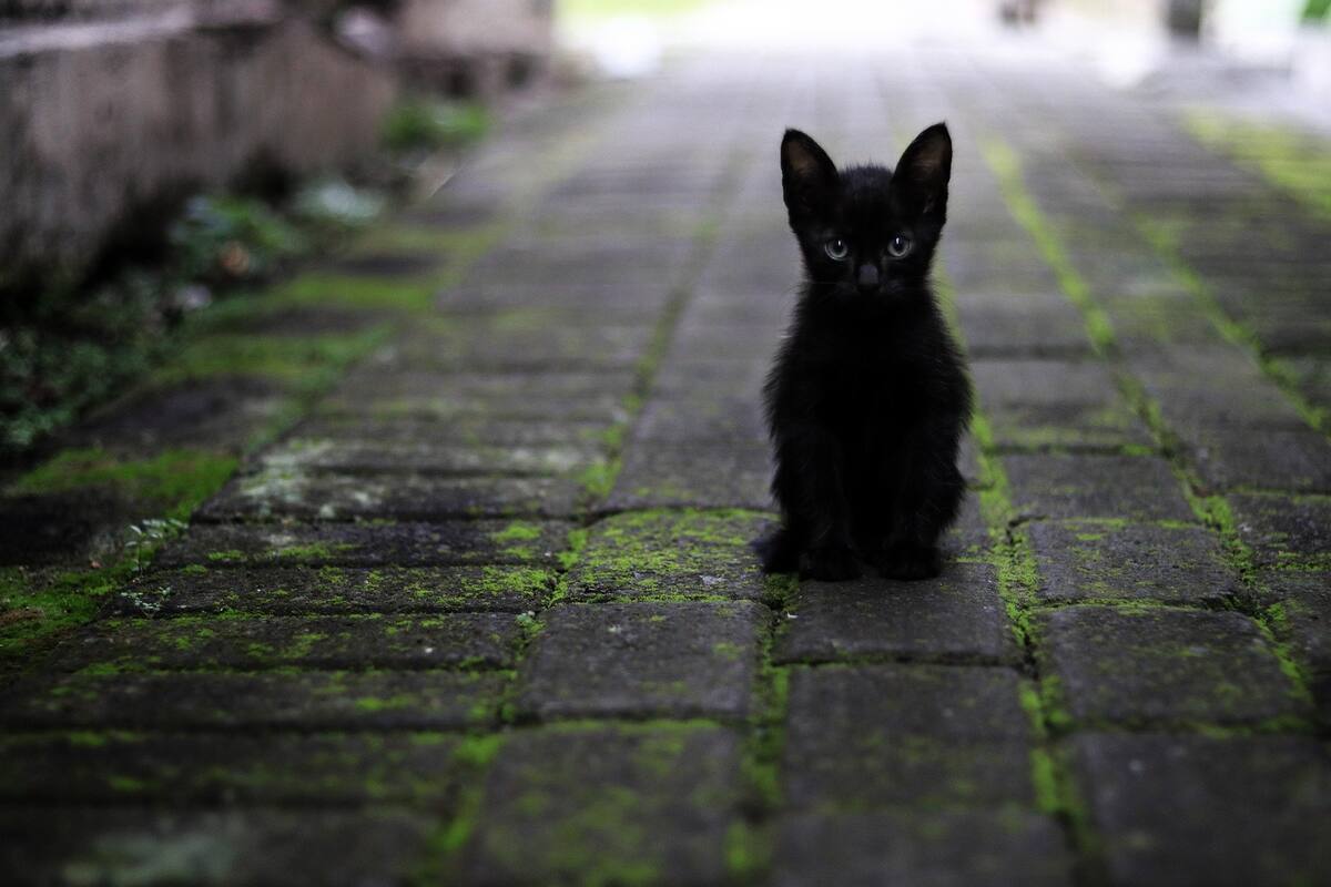 Halloween: Suspenden adopción de gatos en Chihuahua por rituales del Día de Brujas