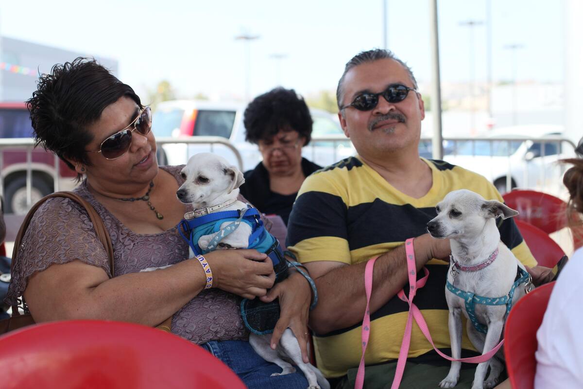 Crece 40% demanda de veterinarios en contingencia