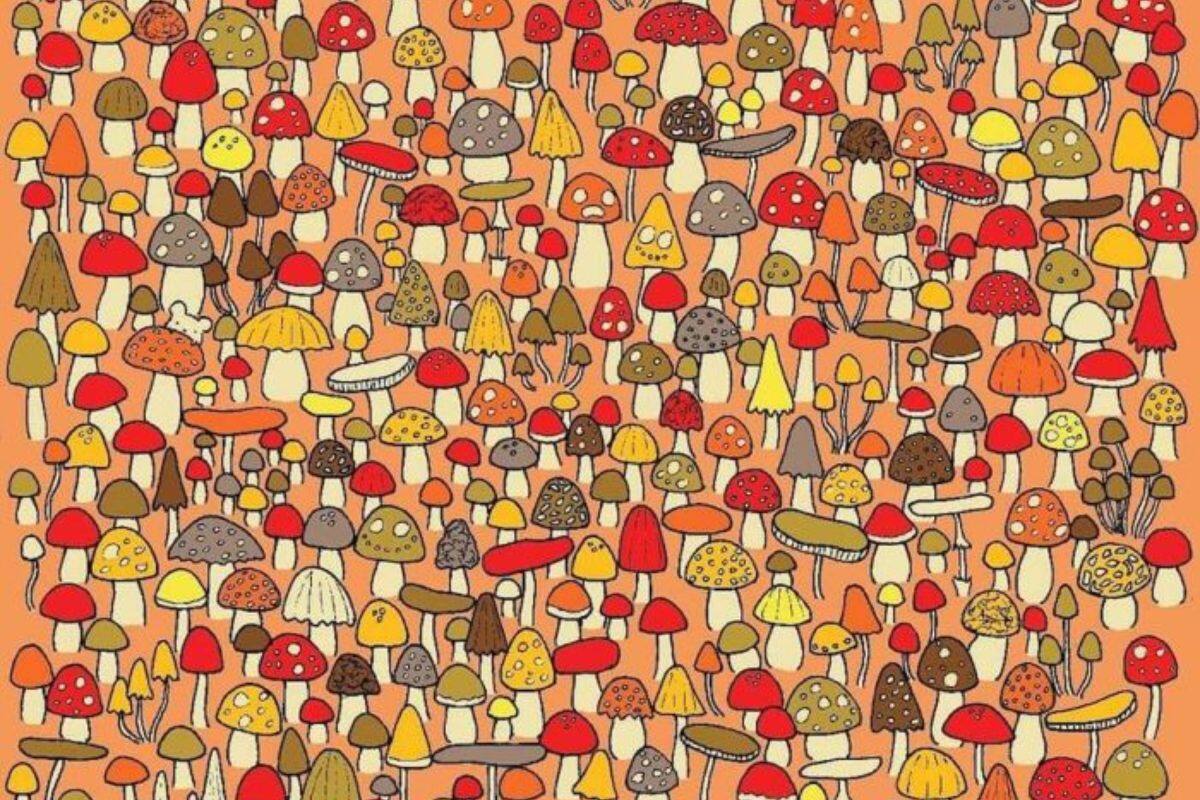 ¿Puedes encontrar el ratón escondido entre los hongos? Este reto visual solo lo supera el 2% de las personas