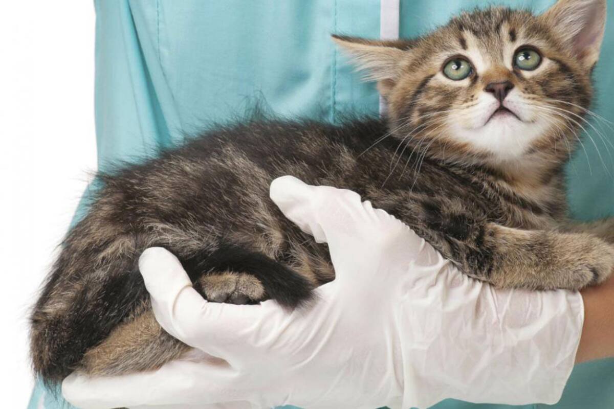 Mitos y realidades sobre la esterilización de mascotas