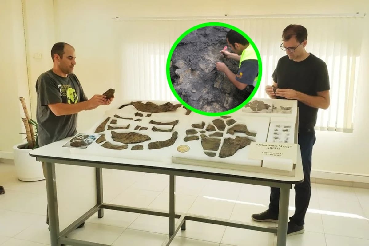 Paleontólogos descubren el esqueleto más completo de una tortuga de 110 millones de años