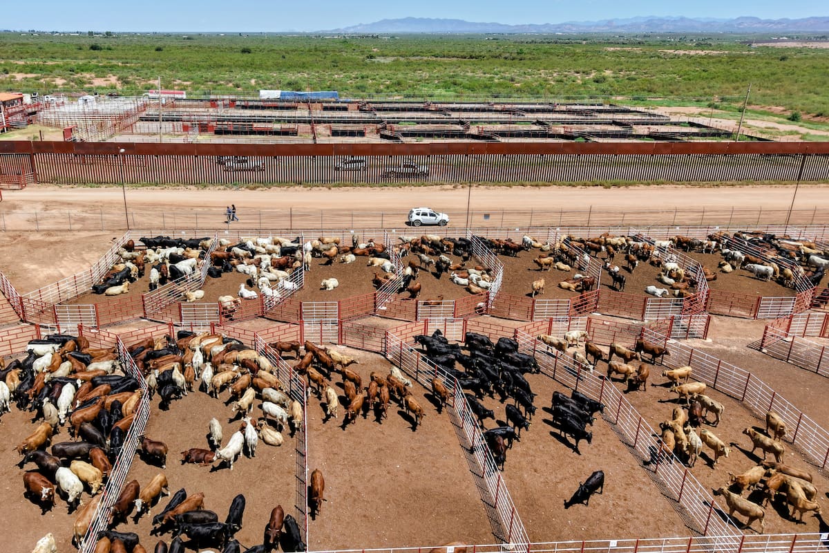 Sonora busca exportar 3 mil cabezas de ganado al día a Estados Unidos con ampliaciones en Agua Prieta y Douglas