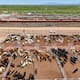 Sonora busca exportar a EEUU 3 mil cabezas de ganado al día