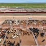 Sonora busca exportar 3 mil cabezas de ganado al día a Estados Unidos con ampliaciones en Agua Prieta y Douglas
