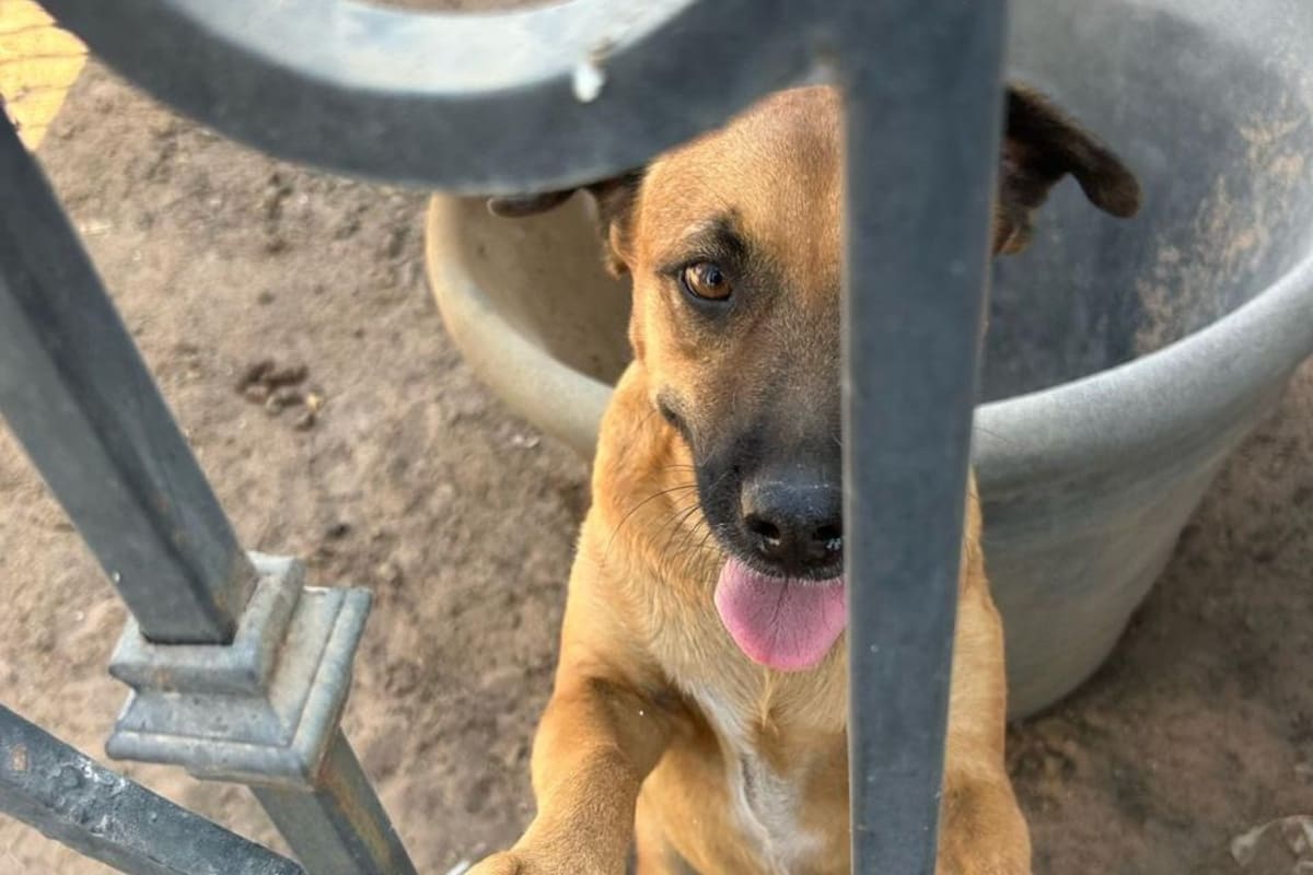 Rescatan a seis perros por maltrato animal en Mexicali