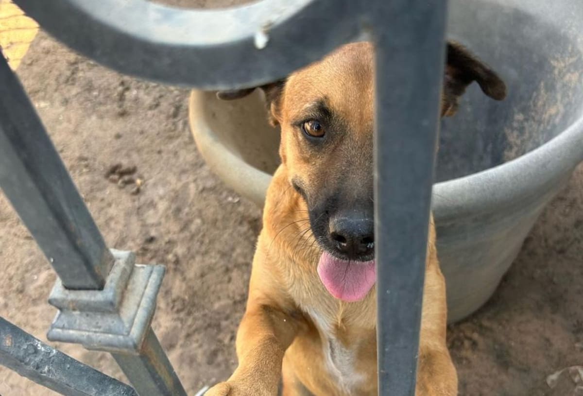 Seis perros que eran víctimas de maltrato animal fueron rescatados por elementos de la Fiscalía General del Estado (FGE) durante cateos realizados en distintos puntos de la ciudad l Foto: Cortesía