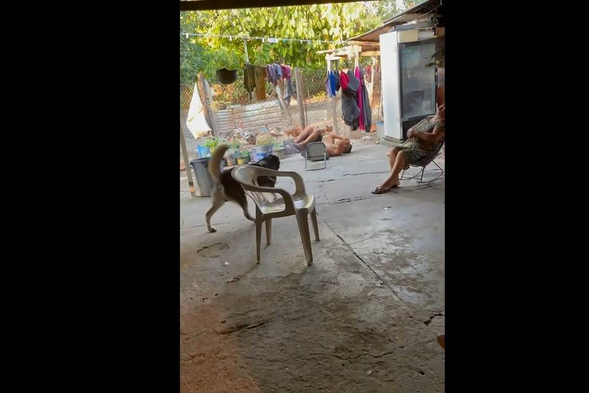 VIDEO TIKTOK: Perrito saltó para abrazar a su dueño y este termina en el piso