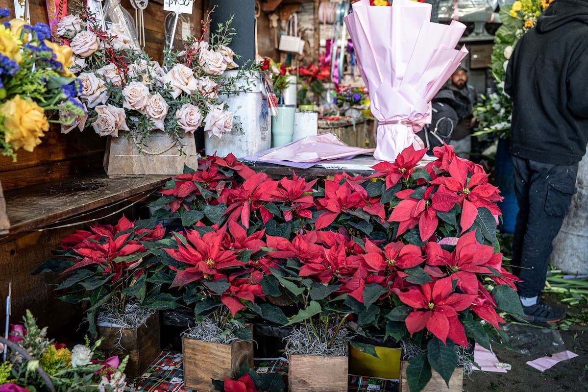 Floristas de la zona Centro reportan poca demanda de Nochebuena y afectaciones en el suministro por los recientes bloqueos carreteros. Fotos: Border Zoom