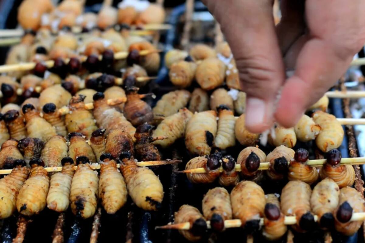 Por qué hay tanto rechazo a comer insectos si son considerados "superalimentos"