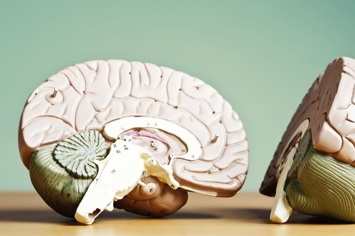 Bacterias en tumores cerebrales: un hallazgo que cambia lo que sabemos del cerebro