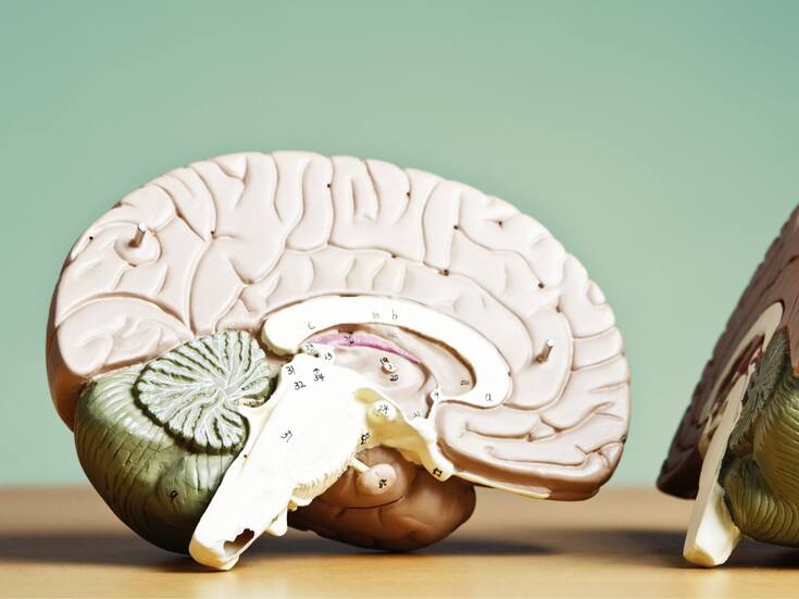 Bacterias en tumores cerebrales: un hallazgo que cambia lo que sabemos del cerebro