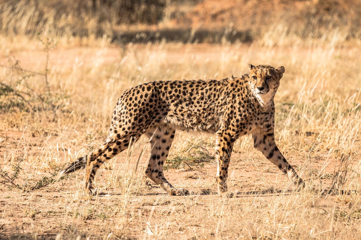 El “guepardo americano” no era un guepardo: el ADN antiguo reveló que el Miracinonyx trumani era pariente del puma y que pudo comer salmones en el norte de América