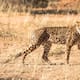 El “guepardo americano” era pariente del puma