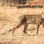 El “guepardo americano” no era un guepardo: el ADN antiguo reveló que el Miracinonyx trumani era pariente del puma y que pudo comer salmones en el norte de América