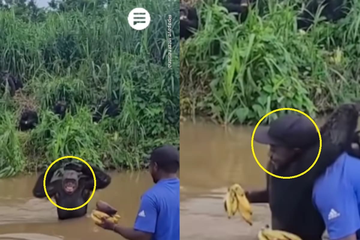 Conmovedor: chimpancé reconoce a su cuidador tras años separados y enternece a las redes