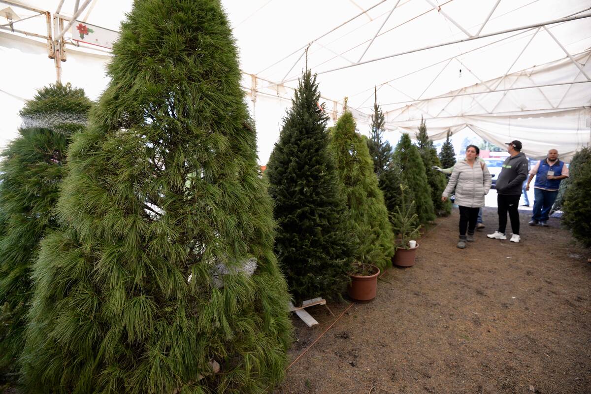 ETEPEC, ESTADO DE MÉXICO, 01DICIEMBRE2017.- Productores mexiquenses de árboles de navidad se instalaron en la Primera Feria Navideña Mexiquense 2017, en donde los asistentes podrán encontrar todo lo necesario para adornar sus hogares en estas fiestas decembrinas.
FOTO: ARTEMIO GUERRA BAZ / CUARTOSCURO.COM