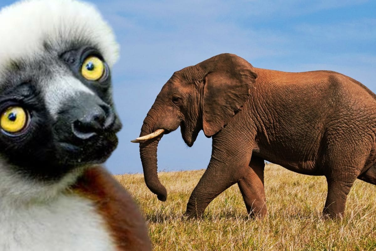 Seis animales donde las hembras son las jefas