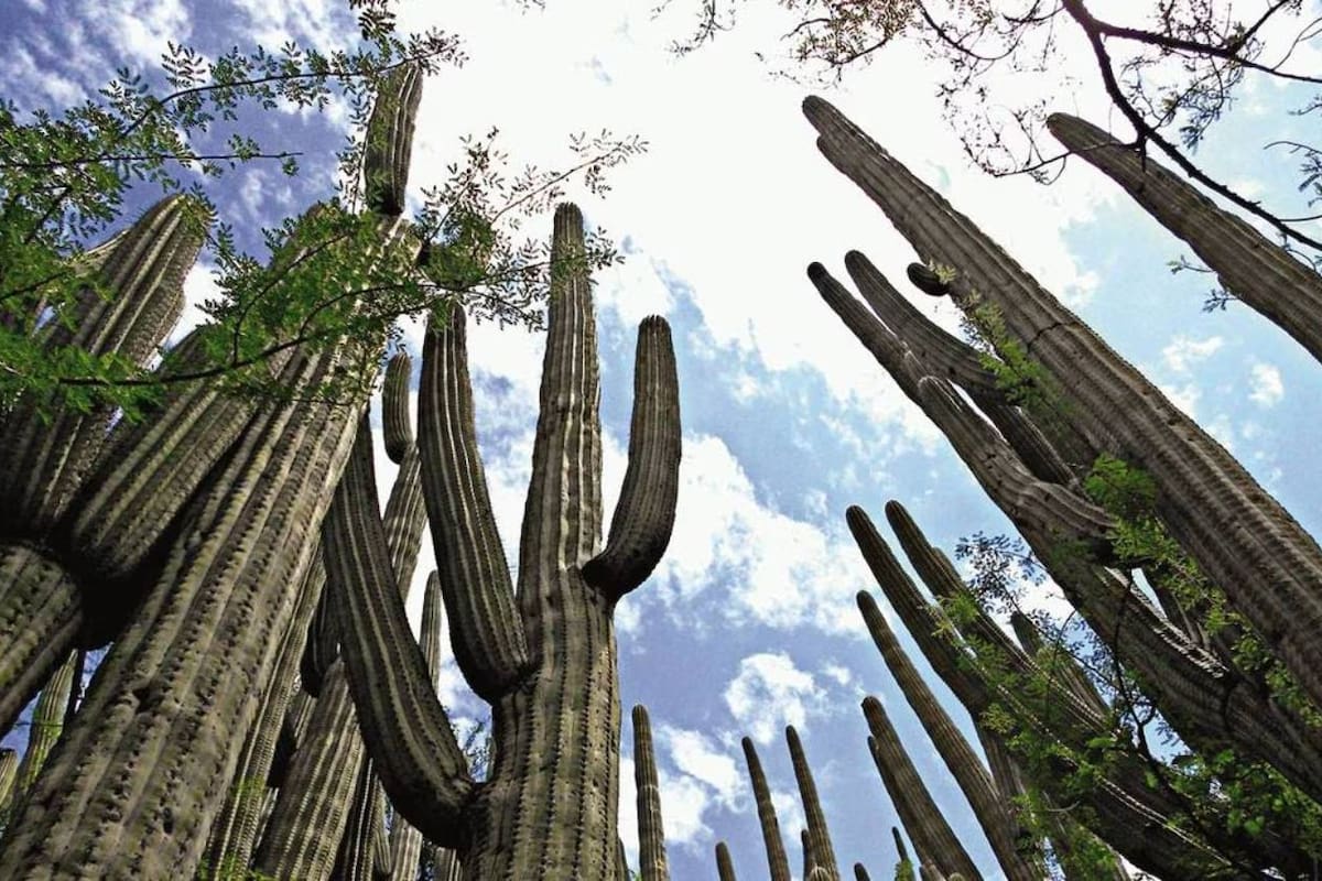 Semarnat designa más de 2 millones 330 mil hectáreas como áreas protegidas