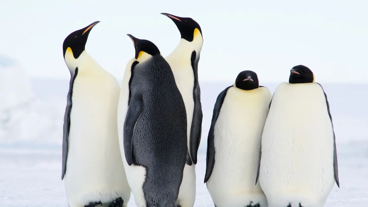 Fotografía tomada del sitio oficial de National Geographic por el fotógrafo William Link.