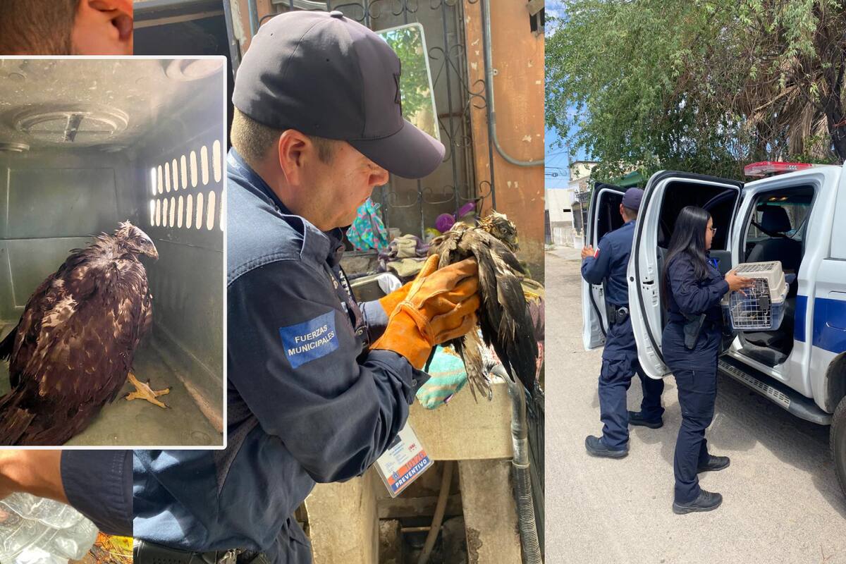 Auxilian a un halcón deshidratado en Hermosillo y lo rescatan