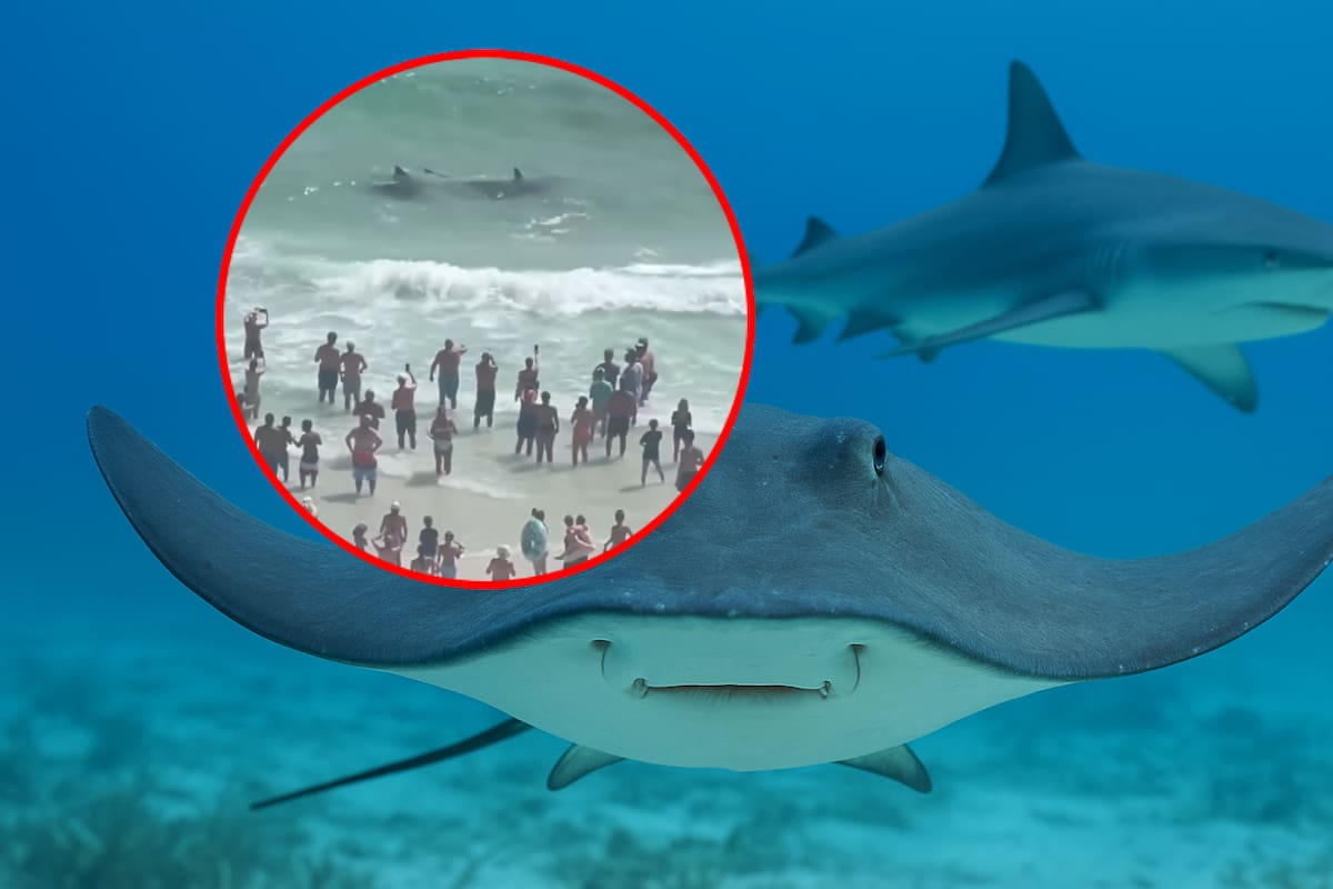 Tiburón y mantarraya pelean frente a multitud en una playa de Florida