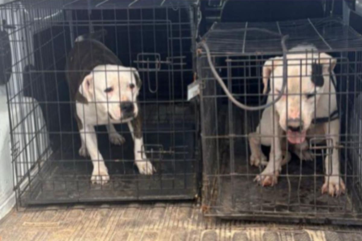 Rescatan a dos perros pitbull víctimas de maltrato animal durante cateo en Guaymas