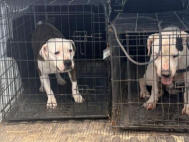 Rescatan a dos perros pitbull víctimas de maltrato animal durante cateo en Guaymas