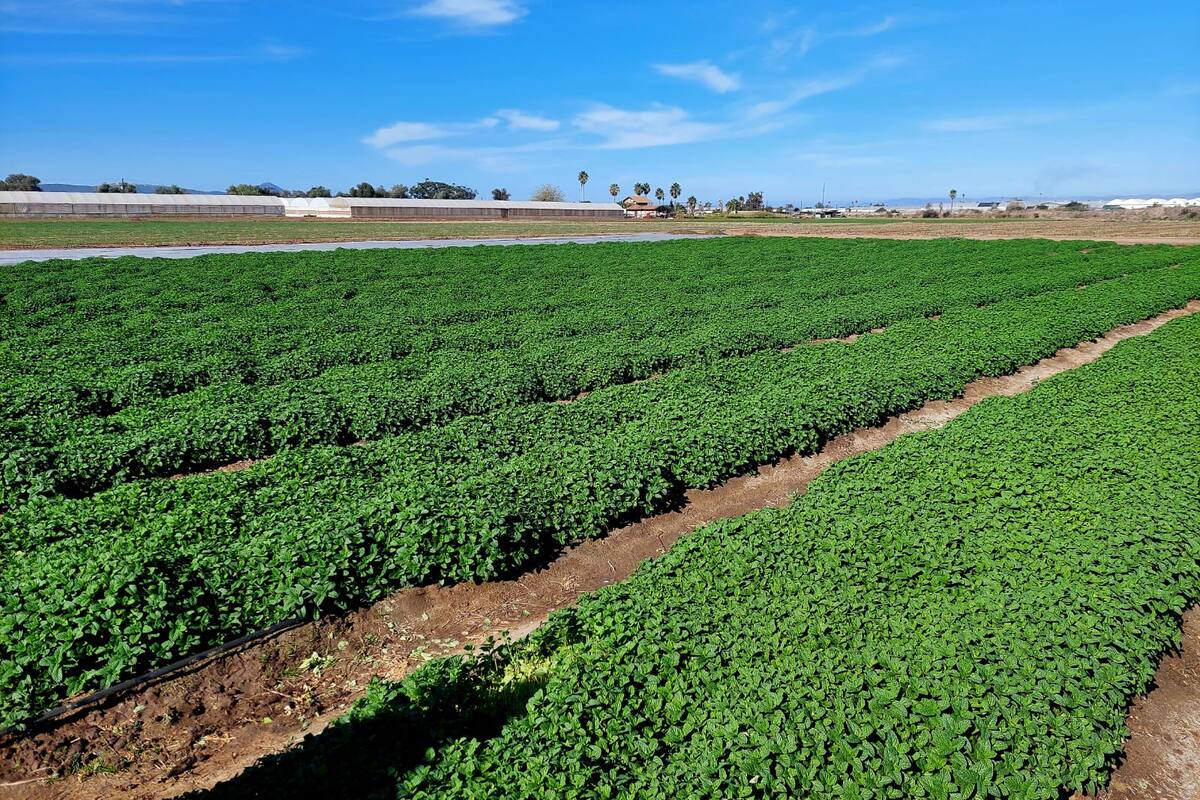 Preocupa aumento de insumos para desarrollar la agricultura