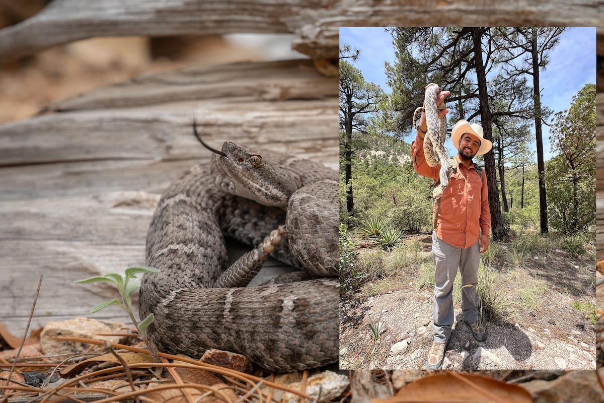 Buscan en Sonora salvar de la extinción a la serpiente de cascabel