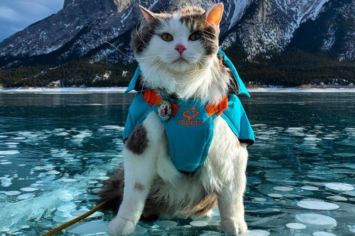 Gary, el gato explorador se vuelve estrella en instagam