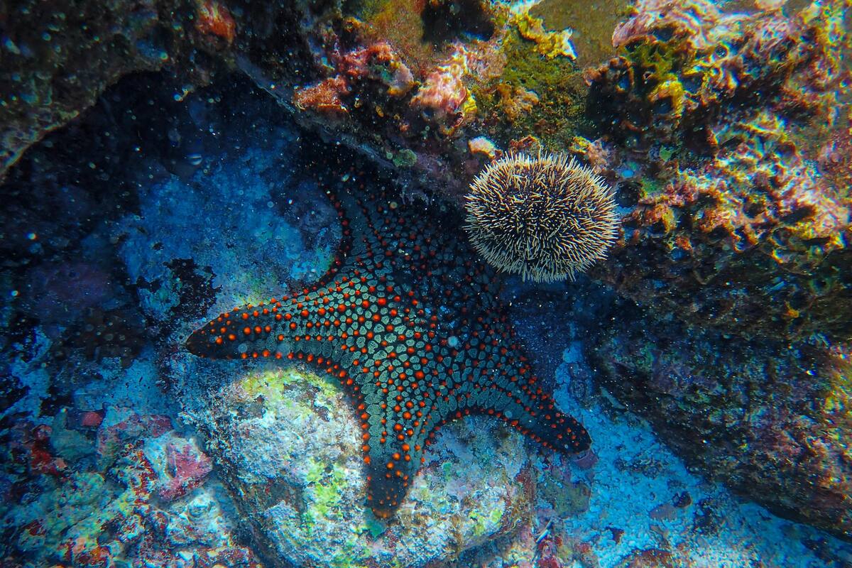 ¿Sabías que las estrellas de mar pueden regenerar sus brazos? Éstas son sus cualidades