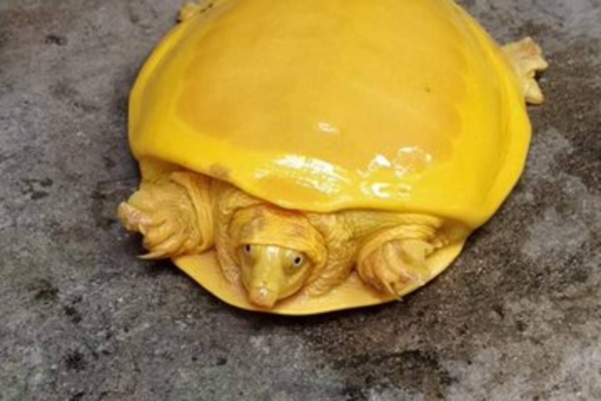 Por segunda vez en un año encuentran una tortuga amarilla en la India