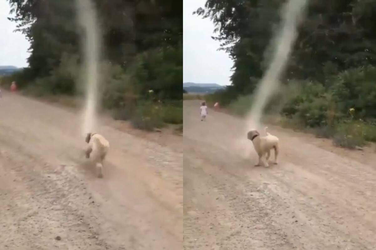VIDEO: Perrito destruye “tornado” él solo
