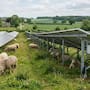 Un parque solar de Inglaterra llevó 40 ovejas a pastar entre sus paneles y documentó cómo ayudan a controlar la vegetación, proteger la biodiversidad y encontrar refugio sin frenar la generación eléctrica