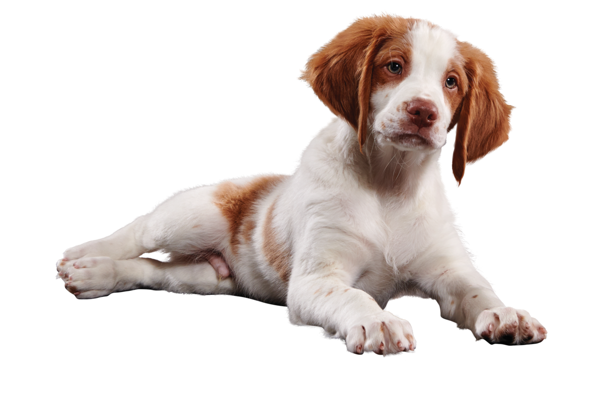 ¿Qué debe tener un kit de emergencia para tu mascota?