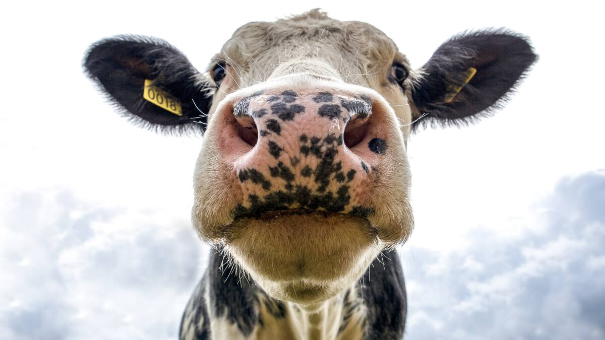 Un estudio con más de 225 mil huesos hallados en el sur de Francia reveló cómo los humanos han influido en la evolución del tamaño animal durante 8 mil años/Foto: Canva
