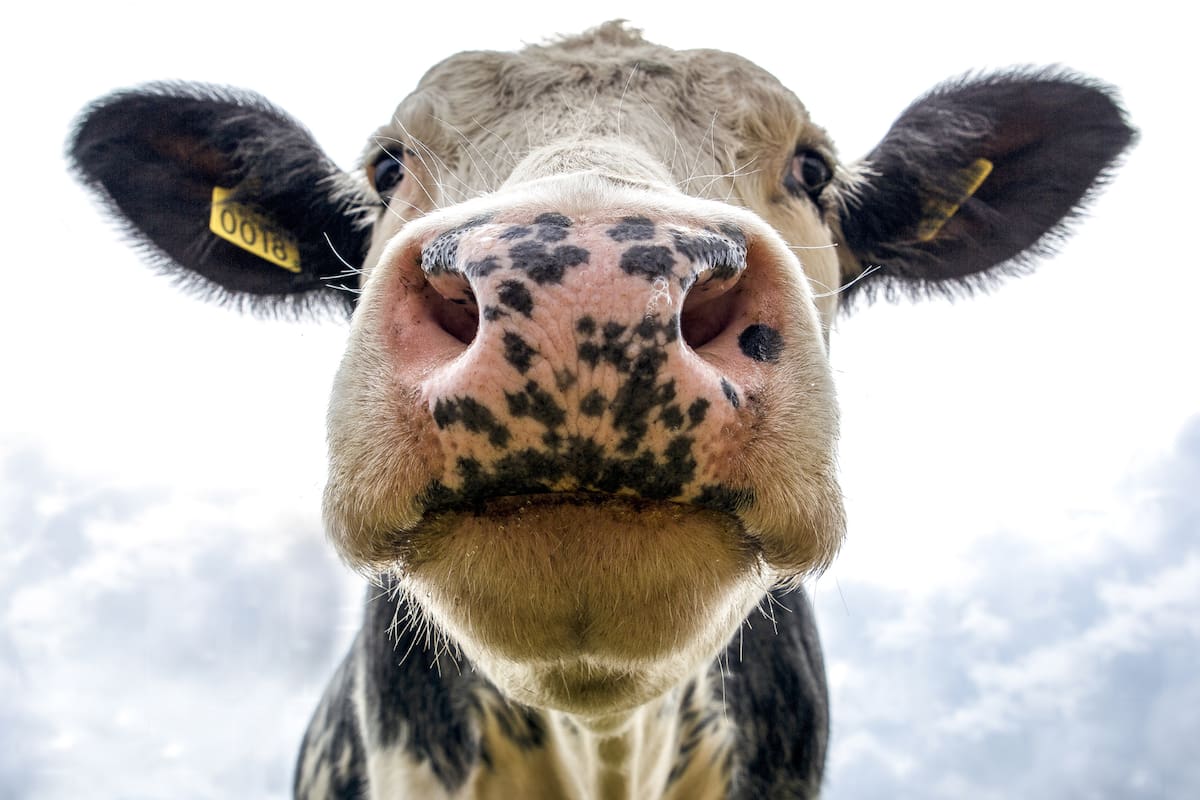 La domesticación humana encogió al ciervo y agrandó a la vaca, según nuevo estudio