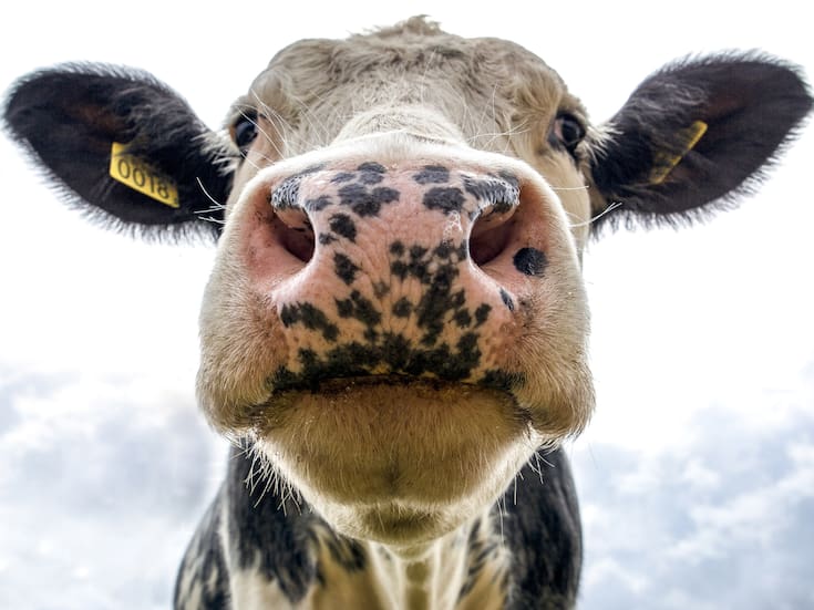 La domesticación humana encogió al ciervo y agrandó a la vaca, según nuevo estudio