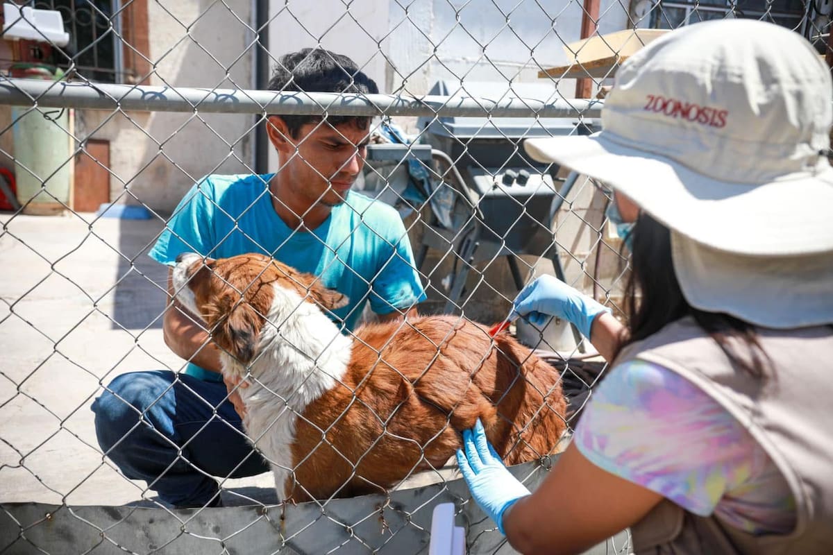 Refuerzan acciones contra la rickettsiosis en BC