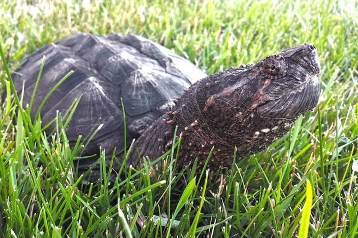 Las tortugas pueden sobrevivir todo el invierno sin respirar