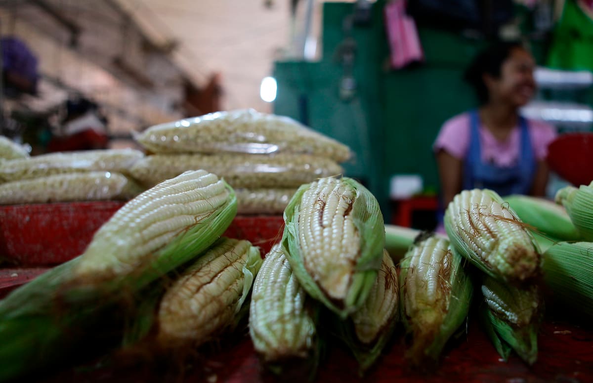 MEX8312. CIUDAD DE MÉXICO (MÉXICO),25/03/2020.- Fotografía fechada el 25 de mayo del 2017, que muestra mazorcas de maíz, para su venta en un mercado de Ciudad de México (México). El Senado de México dio luz verde a la ley para fomentar y proteger el maíz nativo, incluyendo las enmiendas hechas y aprobadas por la Cámara de Diputados enfocadas en no afectar gravemente la producción y no perjudicar a los productores de semillas híbridas.
EFE/Sáshenka Gutiérrez