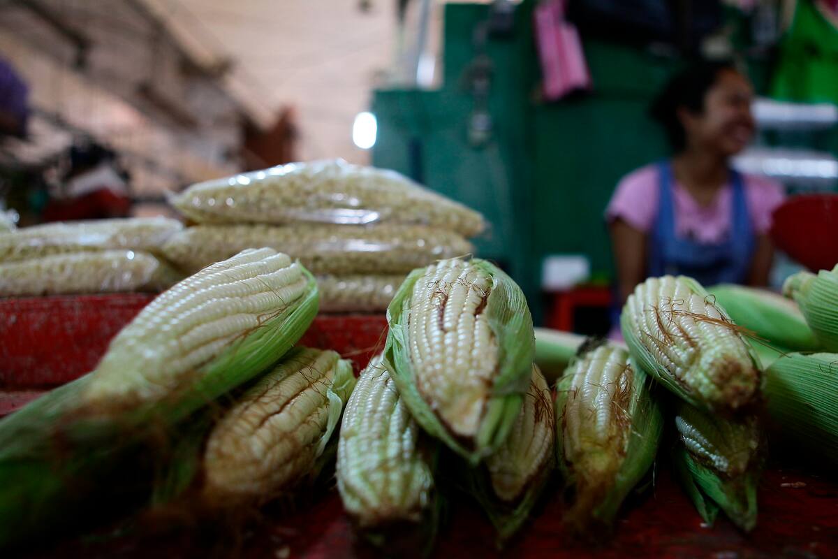 Gobierno y productores del Bajío acuerdan precio del maíz blanco tras protestas