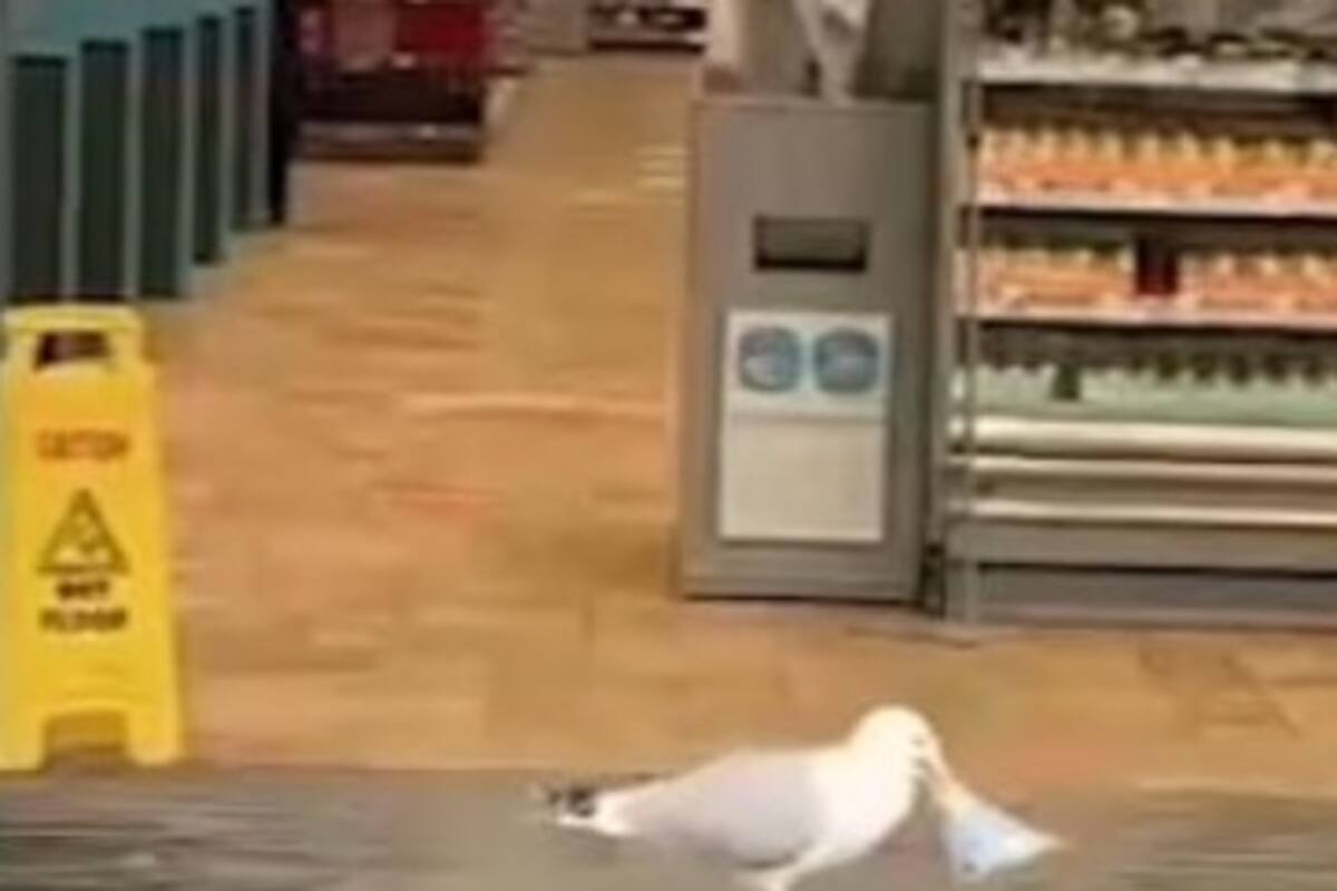 Gaviota "robó" sándwich de una tienda