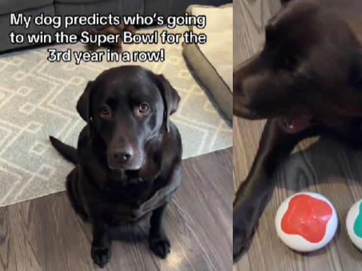 Perrito que predice quién va a ganar el Super Bowl y siempre acierta, se inclinó por los Seahawks este año