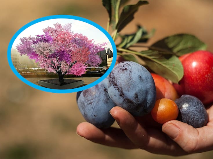 ‘El árbol Frankestein’: Produce 40 frutos diferentes y es considerado un ‘arca genético’