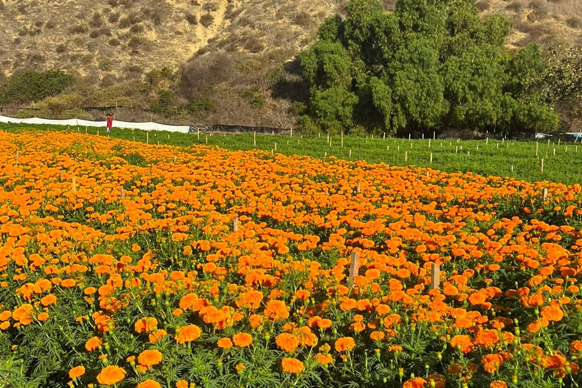 Productores de BC tienen lista la flor de Cempasúchil
