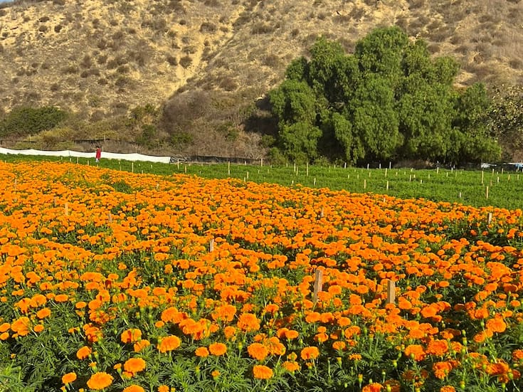 Productores de BC tienen lista la flor de Cempasúchil