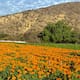 Productores de BC tienen lista la flor de Cempasúchil
